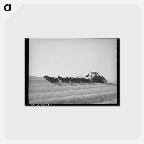 アートポストカード-Walla Walla Wheat Harvest
 - ラッセル リー Postcard.