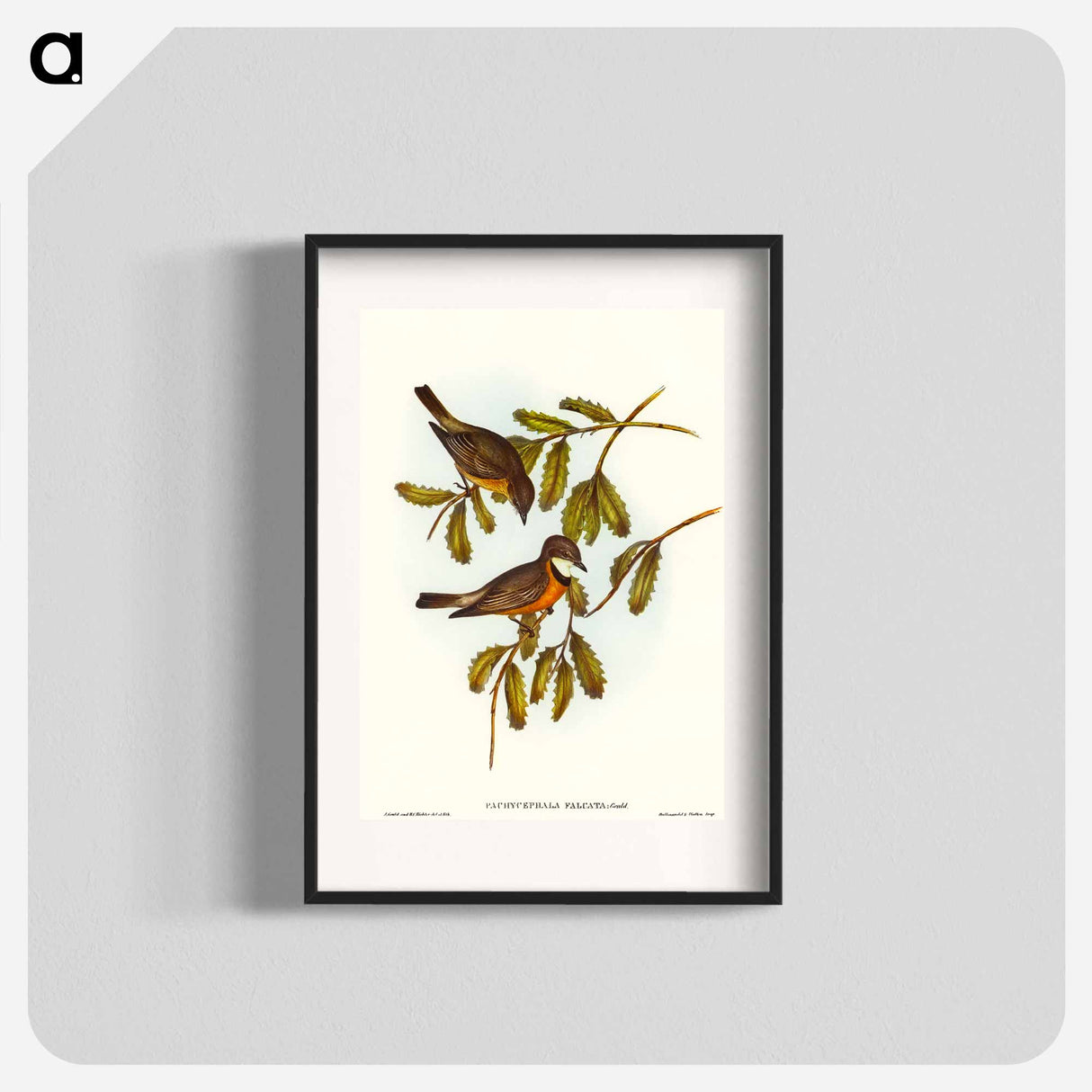 Lunated Pachycephala
 - オーストラリアの鳥 Poster.