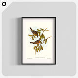 Lunated Pachycephala
 - オーストラリアの鳥 Poster.