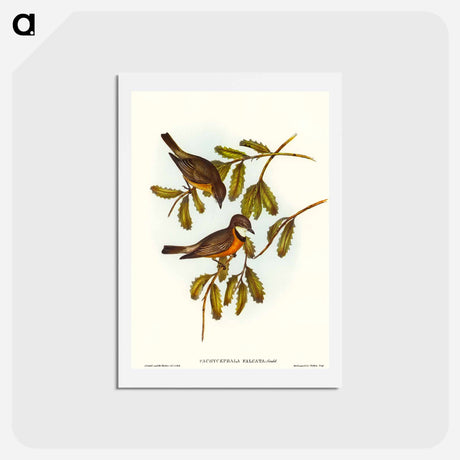 アートポストカード-Lunated Pachycephala
 - オーストラリアの鳥 Postcard.