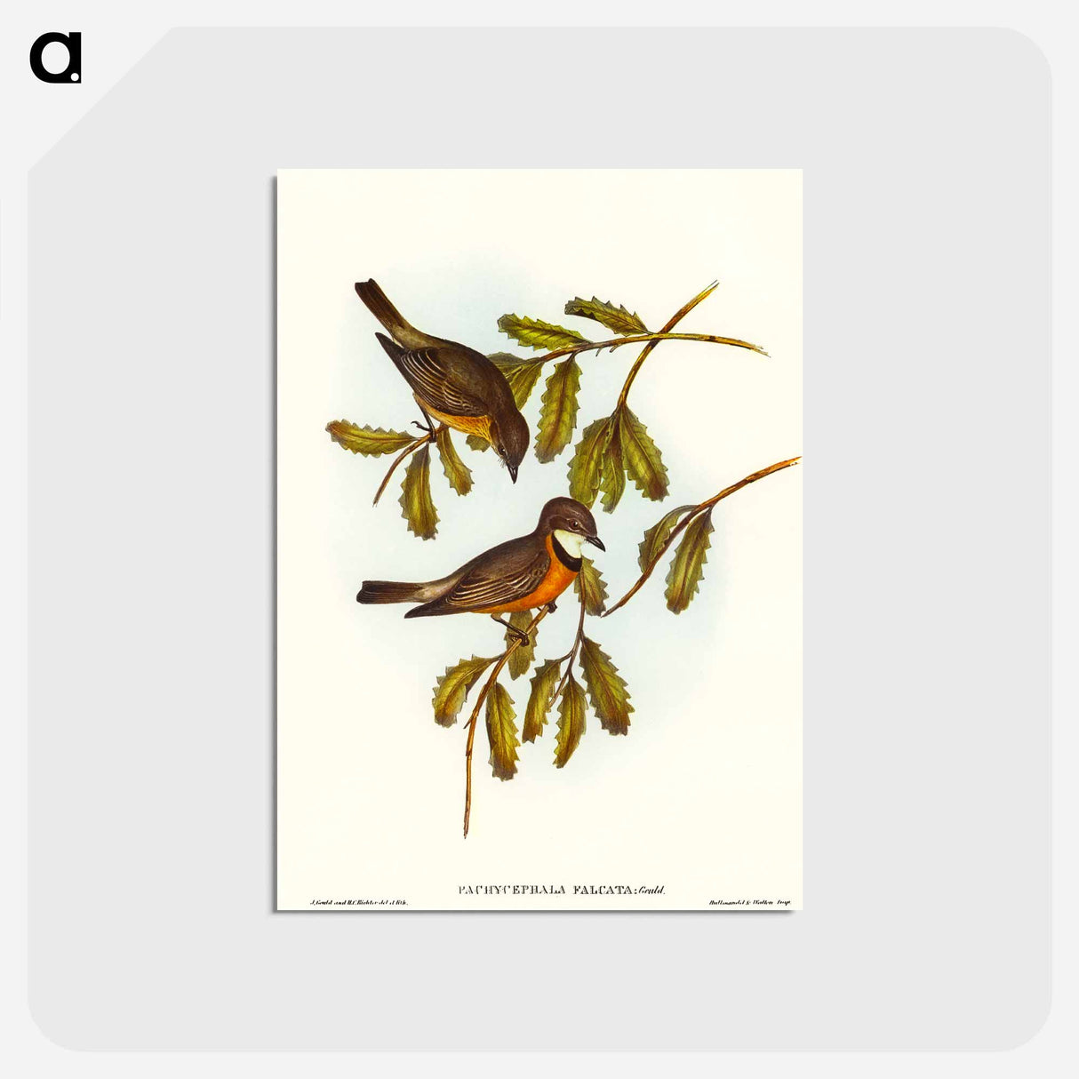 アートポストカード-Lunated Pachycephala
 - オーストラリアの鳥 Postcard.