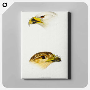 アートパネル-Australian Eagles
 - ジョン グールド Canvas.