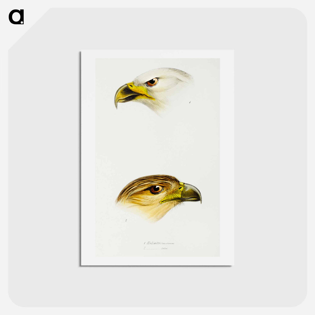 アートポストカード-Australian Eagles
 - ジョン グールド Postcard.