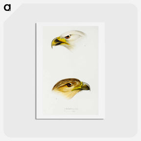 アートポストカード-Australian Eagles
 - ジョン グールド Postcard.