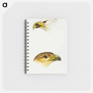 Australian Eagles
 - ジョン グールド Memo.