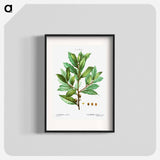 Bay laurel - Pierre Joseph Redouté Poster.