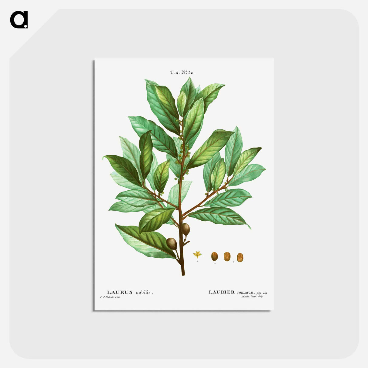 アートポストカード-Bay laurel - ピエール ジョゼフ ルドゥーテ Postcard.