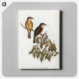 Little Colluricincla
 - オーストラリアの鳥 Canvas.