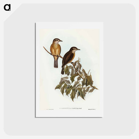 アートポストカード-Little Colluricincla
 - オーストラリアの鳥 Postcard.