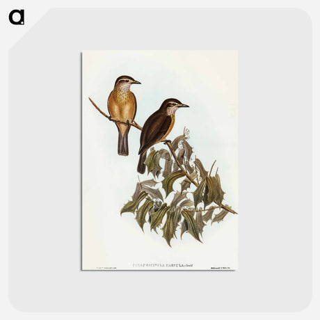 アートポストカード-Little Colluricincla
 - オーストラリアの鳥 Postcard.