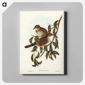アートパネル-Mountain Thrush
 - ジョン グールド Canvas.