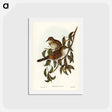 アートポストカード-Mountain Thrush
 - ジョン グールド Postcard.