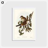 アートポストカード-Mountain Thrush
 - ジョン グールド Postcard.