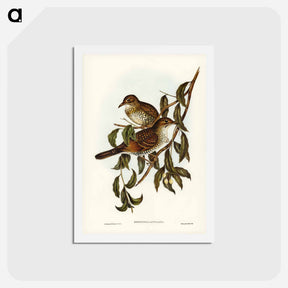 アートポストカード-Mountain Thrush
 - ジョン グールド Postcard.
