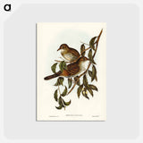 アートポストカード-Mountain Thrush
 - ジョン グールド Postcard.