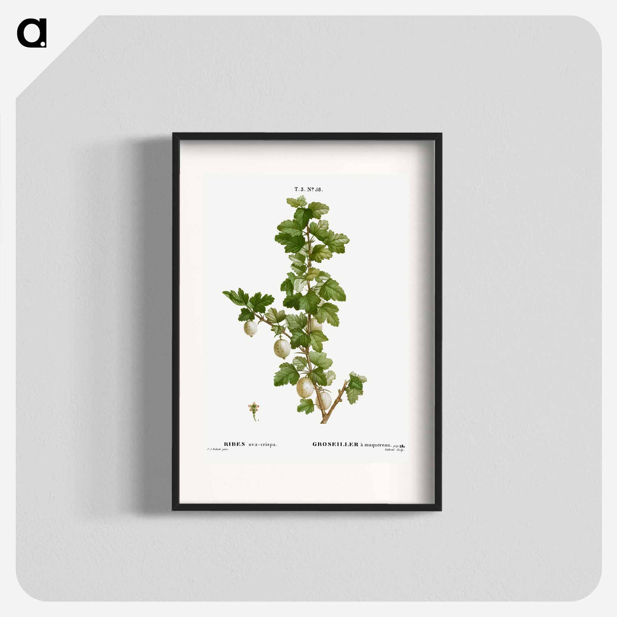 Gooseberry - Pierre Joseph Redouté Poster.