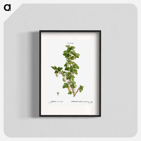 アートポスター-Gooseberry - ピエール ジョゼフ ルドゥーテ Poster.