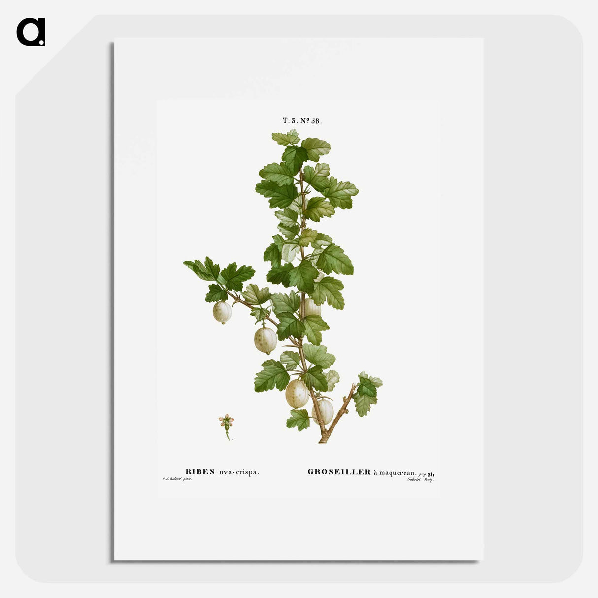 Gooseberry - Pierre Joseph Redouté Poster.