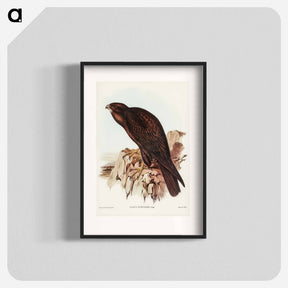アートポスター-Black Falcon
 - オーストラリアの鳥 Poster.