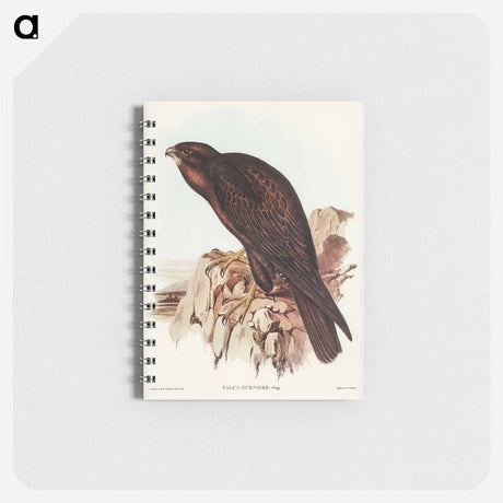 アートメモ帳-Black Falcon
 - オーストラリアの鳥 Memo.