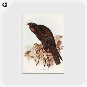 アートポストカード-Black Falcon
 - オーストラリアの鳥 Postcard.