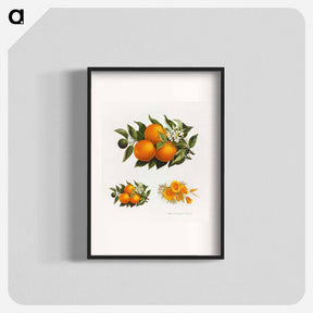 アートポスター-Oranges and Poppies
 - ボストン公共図書館 Poster.