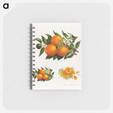 アートメモ帳-Oranges and Poppies
 - ボストン公共図書館 Memo.