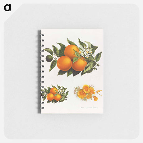 アートメモ帳-Oranges and Poppies
 - ボストン公共図書館 Memo.