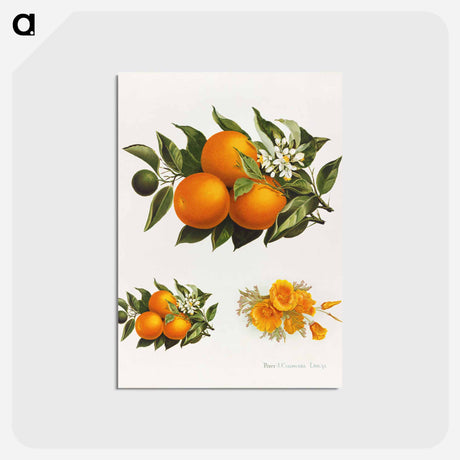 アートポストカード-Oranges and Poppies
 - ボストン公共図書館 Postcard.