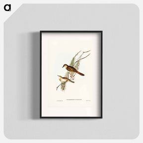 アートポスター-Rufous-tinted Songlark
 - ジョン グールド Poster.
