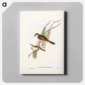 アートパネル-Rufous-tinted Songlark
 - ジョン グールド Canvas.
