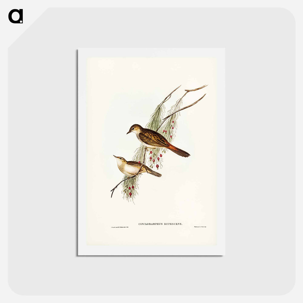 アートポストカード-Rufous-tinted Songlark
 - ジョン グールド Postcard.
