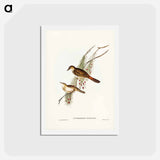 アートポストカード-Rufous-tinted Songlark
 - ジョン グールド Postcard.