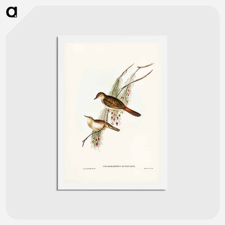 アートポストカード-Rufous-tinted Songlark
 - ジョン グールド Postcard.