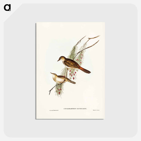 アートポストカード-Rufous-tinted Songlark
 - ジョン グールド Postcard.
