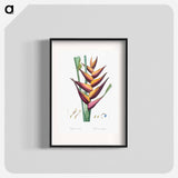 Parrot heliconia illustration - Pierre Joseph Redouté Poster.