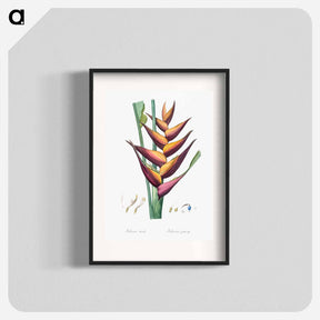 アートポスター-Parrot heliconia illustration - ピエール ジョゼフ ルドゥーテ Poster.
