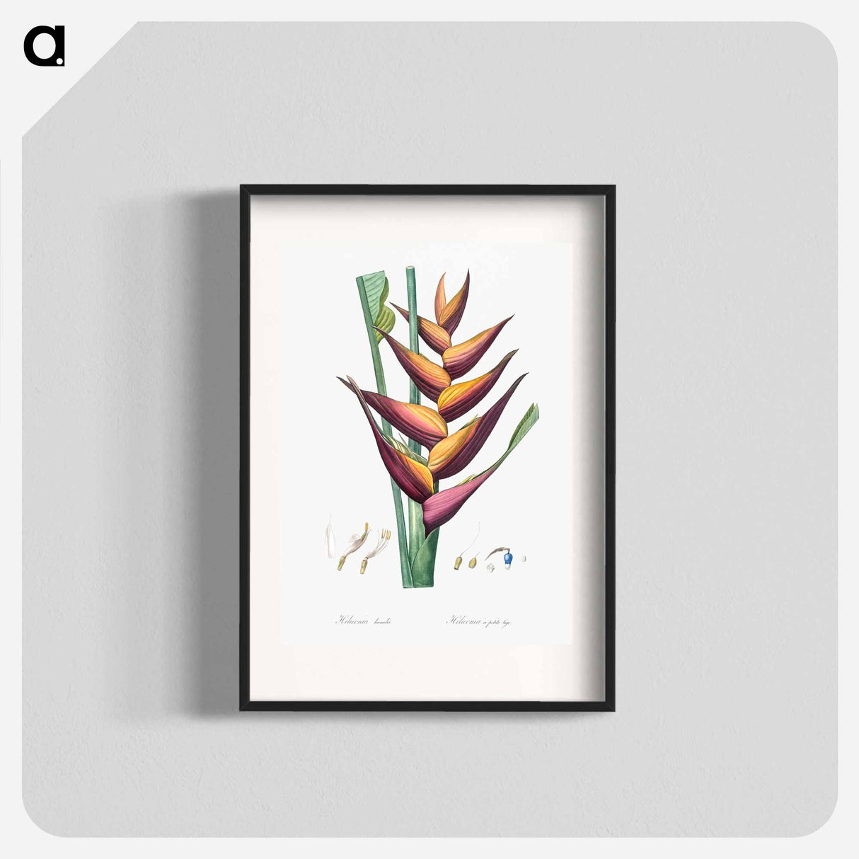 Parrot heliconia illustration - ピエール ジョゼフ ルドゥーテ Poster.