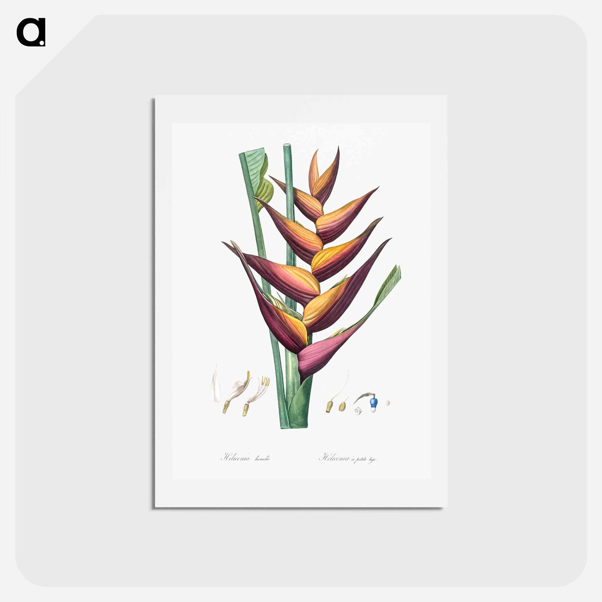 アートポストカード-Parrot heliconia illustration - ピエール ジョゼフ ルドゥーテ Postcard.
