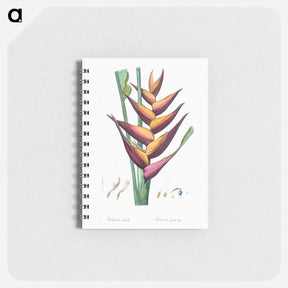 アートメモ帳-Parrot heliconia illustration - ピエール ジョゼフ ルドゥーテ Memo.