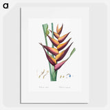 Parrot heliconia illustration - ピエール ジョゼフ ルドゥーテ Poster.