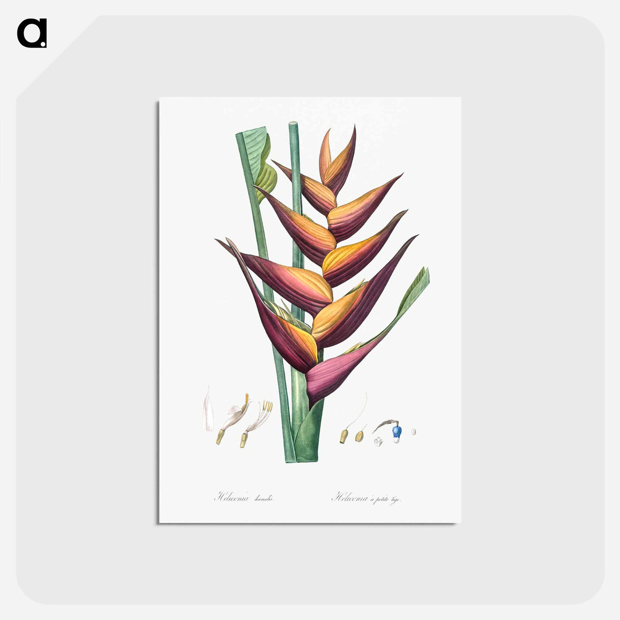 アートポストカード-Parrot heliconia illustration - ピエール ジョゼフ ルドゥーテ Postcard.