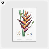 アートポストカード-Parrot heliconia illustration - ピエール ジョゼフ ルドゥーテ Postcard.