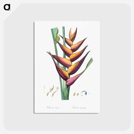 アートポストカード-Parrot heliconia illustration - ピエール ジョゼフ ルドゥーテ Postcard.