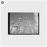 アートポストカード-Onion Plants Gone to Seed
 - ラッセル リー Postcard.