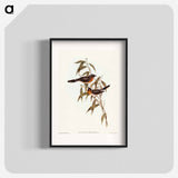 Black-fronted Flycatcher
 - オーストラリアの鳥 Poster.