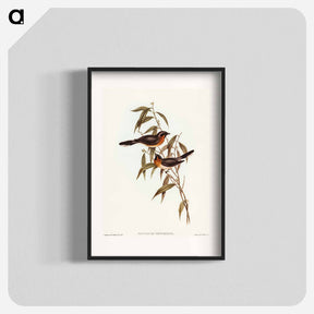 アートポスター-Black-fronted Flycatcher
 - オーストラリアの鳥 Poster.