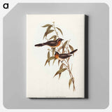 Black-fronted Flycatcher
 - オーストラリアの鳥 Canvas.