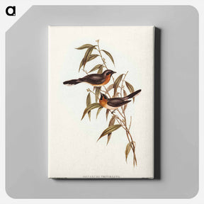 アートパネル-Black-fronted Flycatcher
 - オーストラリアの鳥 Canvas.