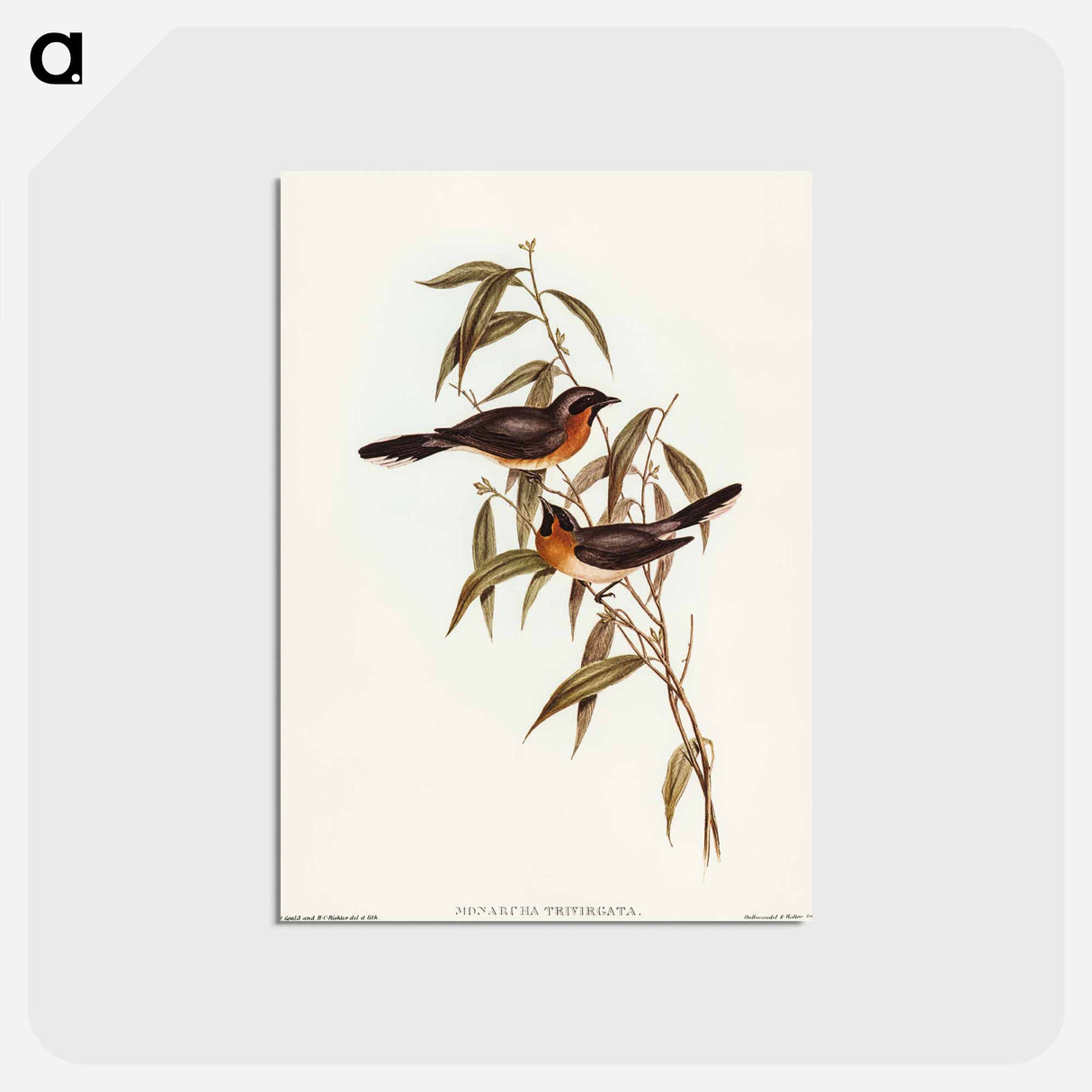 アートポストカード-Black-fronted Flycatcher
 - オーストラリアの鳥 Postcard.